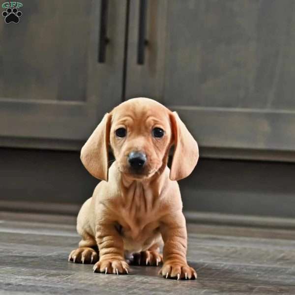 Wennie, Dachshund Puppy